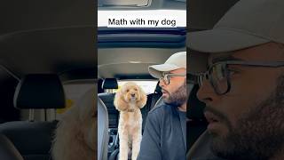 Mini Cockapoo Thinks About Math Question Before Answering 😳 [upl. by Alliscirp]