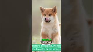 ¿Por qué el Shiba Inu se Ha Vuelto Tan Popular [upl. by Fadiman]