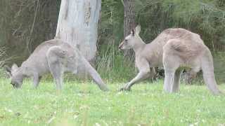 Australian Wildlife Courting Kangaroos [upl. by Tally]