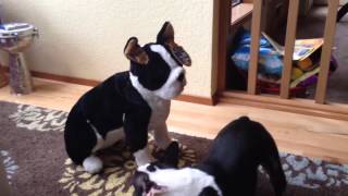 Boston Terrier gets a stuffed Boston Terrier for Christmas 2013 [upl. by Suilmann]