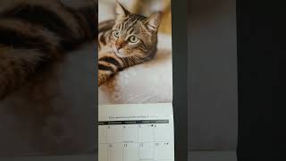 Watching the World Go By  Cat Calendar  Tuesday July 16 2024 [upl. by Lielos]