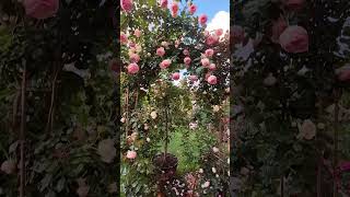 Rose Garden byDNKH  Sydney Spring 2024 [upl. by Eislel]