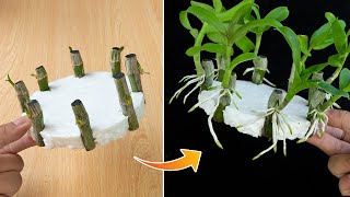 Revealing how to propagate orchids with water is easy anyone can do it [upl. by Hurwit]