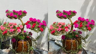 How to Make a Simple and Beautiful Natural Portulaca Grandiflora  Moss Rose Bonsai [upl. by Tezzil394]