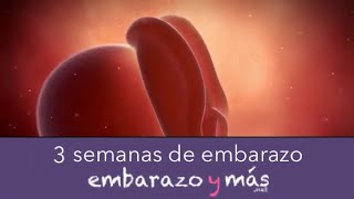 3 semanas de embarazo  Primer mes  EMBARAZOYMAS [upl. by Iatnwahs]