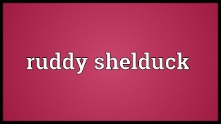 Ruddy shelduck Meaning [upl. by Batory]