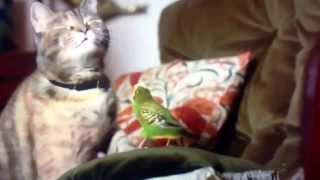 Cat and Budgie Freeview advert [upl. by Enigroeg]