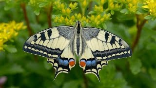 Papilio machaon  Schwalbenschwanz Swallowtail Paź królowej [upl. by Giddings]