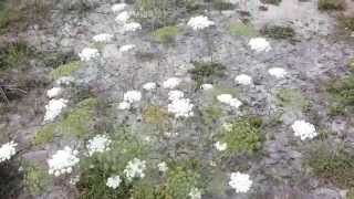 Ammi majus Farming [upl. by Nnateragram]