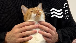 3 Hours ASMR  Cats Purring for your Relaxation after a Hard Day [upl. by Bibby]