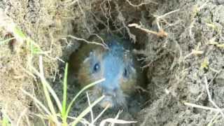 TucuTucu  Fauna Autóctona del Uruguay [upl. by Picco]