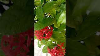 Ixora plant  jungle geranium shortsharmony [upl. by Attekram]