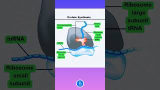 Protein Synthesis Ribosome mRNA and tRNA [upl. by Bromleigh941]