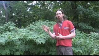 Invasive Plant Medicine Japanese Knotweed [upl. by Ij]