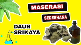 Pembuatan Ekstrak Daun Srikaya Dengan Metode Maserasi [upl. by Eolande]