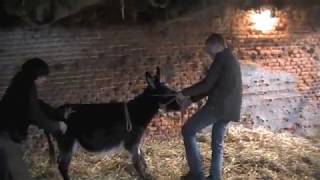 Donkeys behaving not so good and their farrier [upl. by Nicolella]