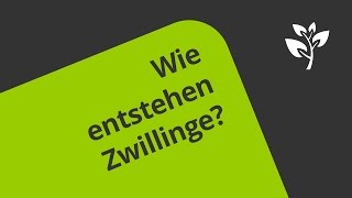 Die Entstehung von Zwillingen  Biologie  Humanbiologie [upl. by Luca]