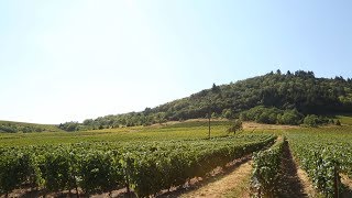 Reportage Vignobles Beaujolais [upl. by Sly]