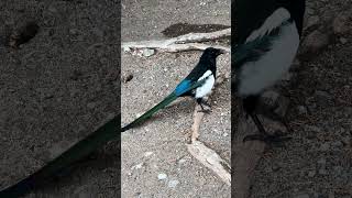 J Black Billed Magpie [upl. by Bolton]