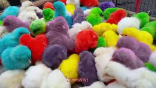 Schattige schattige kleurrijke kuikens colourfulchickens cutechickens cutechickens trendingvideo [upl. by Esilahs921]