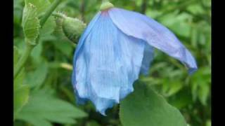 Meconopsis sinivaleunikko [upl. by Ury]