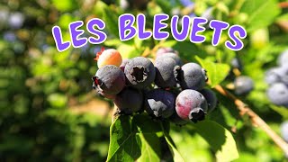 Les bleuets antioxydants par excellence [upl. by Waring]