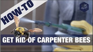 Get Rid Of Carpenter Bees 3Easy Steps [upl. by Rosdniw63]