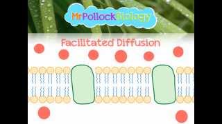 Diffusion Facilitated Diffusion amp Active Transport Movement across the Cell Membrane [upl. by Kornher886]