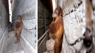 Baby Orangutan Chained To Wall For A YEAR And Hugged Himself to Sleep Before Rescuers Set Him Free [upl. by Eislehc]