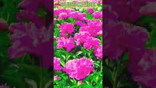 Beautiful Carnations Wonderful Pink Rose 🌹🥀💐🏵️🌹📿 [upl. by Brunelle]