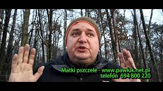 Buckfast czy Krainka na małe pożytki pszczoły VSH odporne na warrozę ile rodzin na pasiece [upl. by Adnicaj]