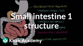 Small intestine 1 Structure  Gastrointestinal system physiology  NCLEXRN  Khan Academy [upl. by Deegan801]