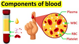 Components of blood  RBC WBC Plasma amp Platelets  Easy science lesson [upl. by Sharai532]