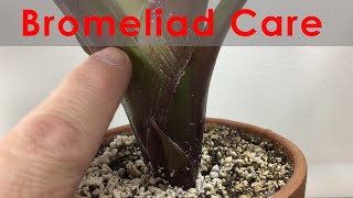 Bromeliad Propagation and Care Update with progression Keeping leaves clean and flowering [upl. by Joceline]