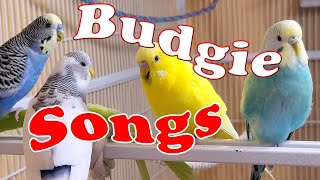 12 Hr Happy Parakeets Sing Playing amp Eating Cute Budgies Chirping Reduce Stress of lonely Birds [upl. by Longtin]