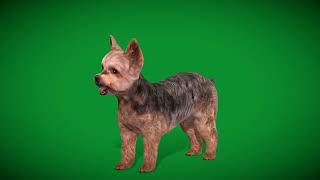 Yorkshire Terrier Dog Breed [upl. by Nylessoj]