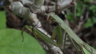 Китайские богомолы лат Tenodera sinensis и в конце Hierodula patellifera [upl. by Tomasine449]