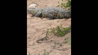 Lagarto huye con un cocodrilo bebé [upl. by Gardiner819]