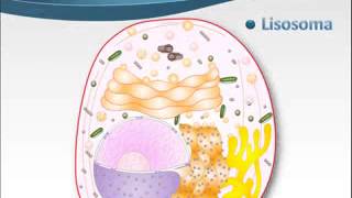 Lisosomas [upl. by Therese]