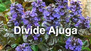 Dividing Perennials  How To Divide Ajuga Bugleweed Groundcover [upl. by Coucher]