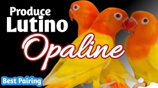 Best Pairing to produce Lutino Opaline Lovebird love4birds [upl. by Alexandria]