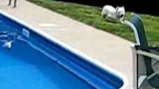 Bogie the Westie vs Pool [upl. by Moishe]