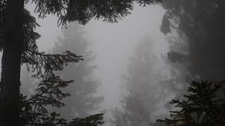 Wind in a Foggy Spruce Forest  1 Hour of Wind Sound Relaxing Stress Relief Study Sleep [upl. by Vincenty226]