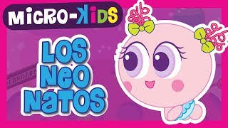 LOS NEONATOS  Microkids  Distroller [upl. by Justis]