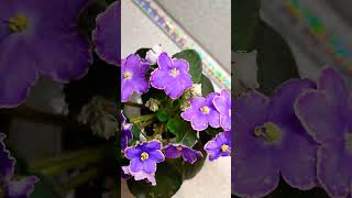 DS Изюм 😍💜 flowers фиалки цветы saintpaulia [upl. by Mayda]