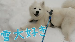 ❄️雪が好きすぎる☺️サモエド ① [upl. by Ertnod]