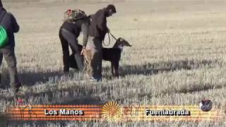 CAMPEONATO DE MADRID DE GALGOS 2017 CUARTOS EN ASTUDILLO [upl. by Eekorehc]