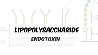 Lipopolysaccharide LPS Endotoxin  gramnegative bacteria in Hindiurdu [upl. by Rhetta968]