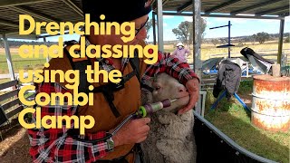 Drenching and Classing using the Combi Clamp Sheep Handler [upl. by Dulcinea]