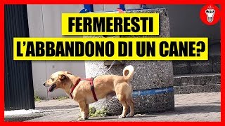 Fermeresti labbandono di un Cane  Esperimento Sociale  theShow [upl. by Whitehouse348]